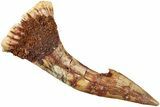 Fossil Sawfish (Onchopristis) Rostral Barb - Morocco #236124-1